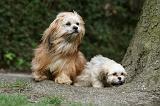 LHASSA APSO 135